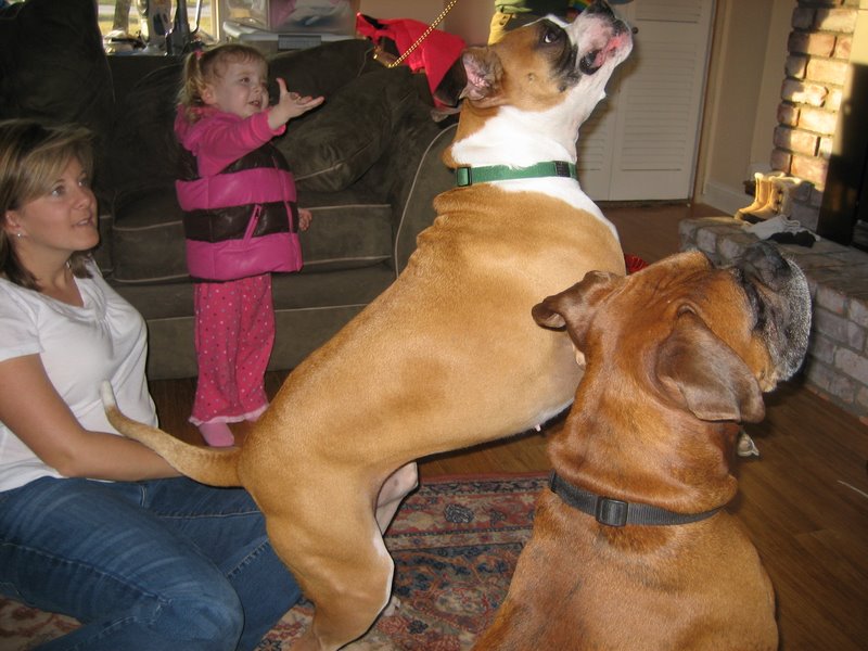 Mira, Dixie and Cosmo